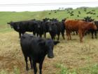 Cattle Ranch in Kula  <a href="http://www.garybland.com"> http://www.garybland.com</a>
      
      <a href=" http://www.realestatemaui.us/blog">Visit my Maui Real Estate weblog.</a>