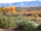 Mesquite Walking Park