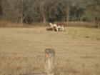 Horses on pasture in Bastrop County