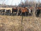 Cattle eating round bale in Bastrop County