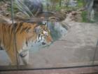 Twin Tigers can be seen up close and personal at the Columbus Zoo