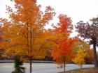 Fall Scene