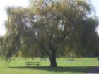 This photo was taken at Greenway Park in Beaverton, Oregon and this is one of my favorite spots to picnic.