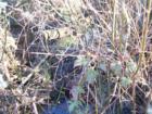 Even though it is hard to see, you can see a small beaver dam in the back ground behind all the branches. (Taken from the bridge in Brookhaven Park)