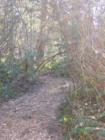 This photo was taken along the walking paths of Lilly K Johnson Park in the Hart Neighborhood of Beaverton, Oregon. (Don't know the size of the park, got stopped by fallen trees)