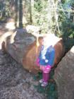 This photo here shows the force of the wind storm of December 2007. Even the biggest of trees couldn't escape the winds. This tree blocked us from seeing the complete park.