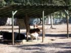 Silver Springs