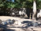 Silver Springs
