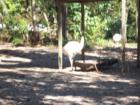 Silver Springs
