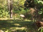 Silver Springs