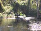 Silver Springs Glass bottom boat 