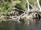 Silver Springs Glass bottom boat 