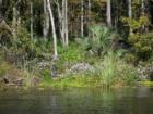 Silver Springs Glass bottom boat 