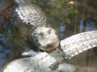Silver Springs Gators
