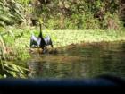 Silver Springs Glass bottom boat 