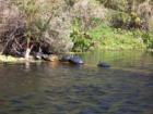 Silver Springs Glass bottom boat 
      Turtles on log