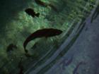 Silver Springs Glass bottom boat 
      Fish under boat