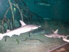 Florida aquarium - sharks