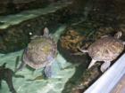 Florida aquarium