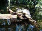 Florida aquarium