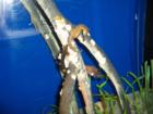 Florida aquarium