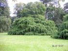 Planting Fields - Weeping Hemlock
