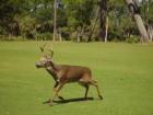 A guest to the Ocean Creek golf courses on Fripp Island in Beaufort SC