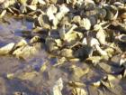 An Oyster Bed off the Morgan River in Beaufort South Carolina