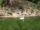 Bush Gardens
Swan