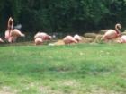 Bush Gardens
Pink Flamingo's