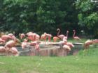 Bush Gardens
Pink Flamingo's