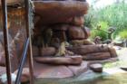 Lion's snack time on Magic Kingdom Jungle Cruise