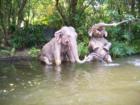 Elephants - Magic Kingdom Jungle Cruise