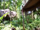 Elephants Jungle Cruise
      Magic Kingdom