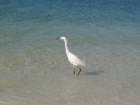 Snowy Egret on Venice beach