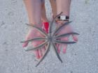Starfish from Venice Beach