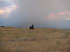 Black horse at the Flying H- Fire in Little Goose Canyon near Big Horn, Wyoming
      Photo by John Chase
