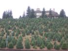 Every year my family heads to Sleighbells Christmas Tree farm and I have yet to not find the perfect tree with in 5 minutes of arriving. For the perfect tree, I suggest you head to Sleighbells.