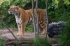 The Oregon Zoo lets you see a lot of Animals that you just don't get to see up close. The Tigers are one of the proudest and I really enjoy watching their power when they walk around.