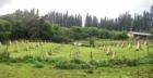 A rooster ranch in upcountry Haiku Maui - raising roosters for fun and profit.