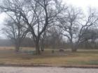Big trees in Webberville Park