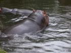 The Oregon Zoo can be fun on any day and if it is raining, the animals seem to enjoy it more and it is a lot less crowded.