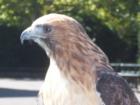 During the summer months, the handlers bring out animals so everyone can get up close to wildlife.