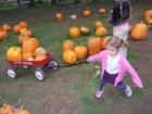 Priceless pumpkin patch of Roy Rogers Road has been an annual stop every Halloween for my family for the past 15 years. 