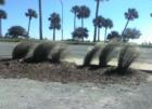 View of Dunlawton Bridge from Seabird Island
