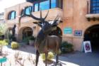 Tlaquepaque Elk, Sedona, AZ