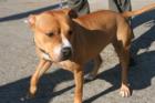 Rosie at the Mystic Krewe of Mutts Parade