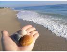 Shells on hand at Sunny Isles Beach