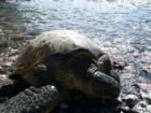 Makena Turtle on shore  <a href="http://www.garybland.com"> http://www.garybland.com</a>
      
      <a href=" http://www.realestatemaui.us/blog">Visit my Maui Real Estate weblog.</a>