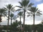 Versailles Entrance Palm Trees
